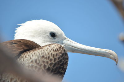 Close-up of bird perching on white background