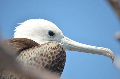 Close-up of bird against clear blue sky