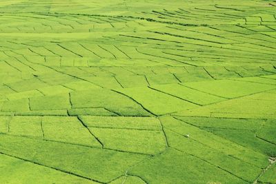 Full frame shot of rice fields