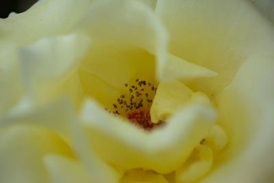 Full frame shot of yellow flower