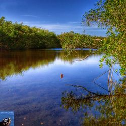 Reflection of trees in calm lake