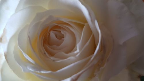 Close-up of fresh white rose