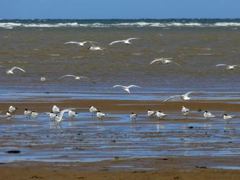 Flock of seagulls on beach