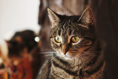 Close-up portrait of cat