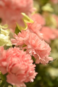 Close-up of flowers blooming at park