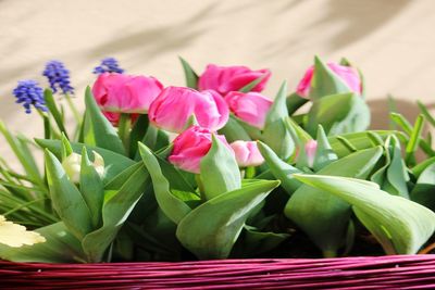 Close-up of flowers