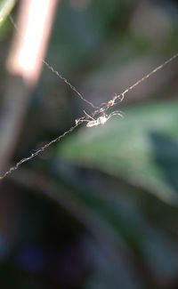 Close-up of spider web on plant