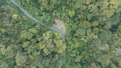 Directly above shot of road in forest