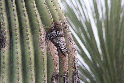 Close-up of lizard on tree