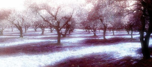 Bare trees in park