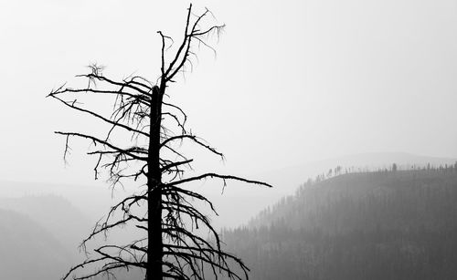 Bare tree against clear sky during foggy weather