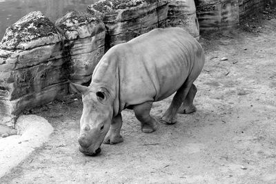 Young rhinoceros at zoo