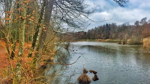 Dog by lake against sky