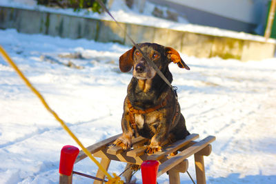 Portrait of dog sitting on snow