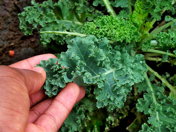 Close up of hand holding green leafy curly kale ready for harvest
