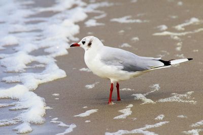 Close-up of seagull perching on beach