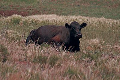 Lion in a field