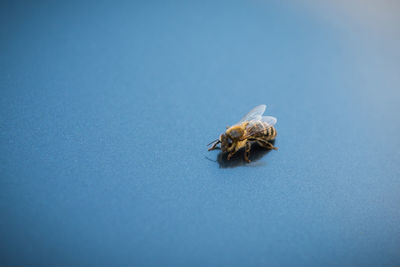 Close-up of housefly on blue over white background