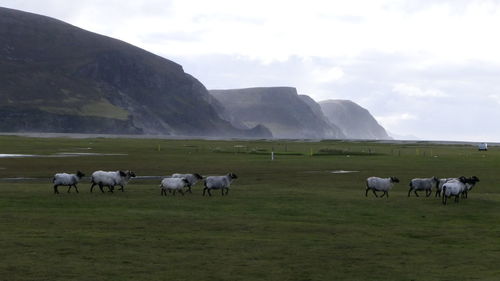 Horses grazing in a field