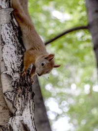 Close-up of squirrel on tree