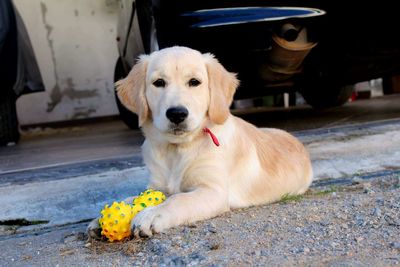 Portrait of dog