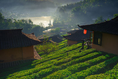 Scenic view of agricultural field by houses and trees