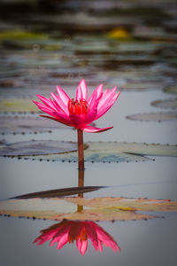 Close-up of pink lotus water lily