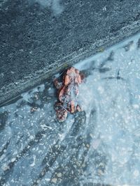 High angle view of crab in water
