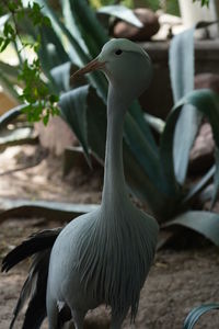 Close-up of a bird