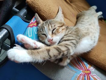 High angle view of cat sleeping