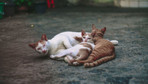 Cats resting