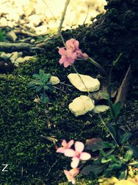 Close-up of pink flowers