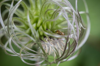 Close-up of snake on plant