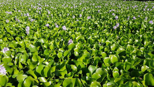 Full frame shot of flowering plants on field