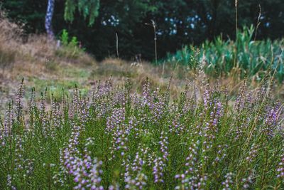 Purple flowering plants on field