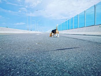 Man with dog on the road