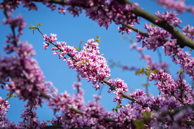 Low angle view of pink cherry blossoms in spring