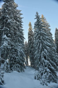 Snow covered pine trees in forest against sky