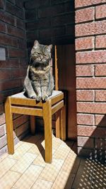 Cat sitting on brick wall