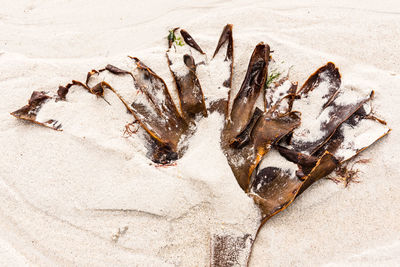 High angle view of dead leaf on sand