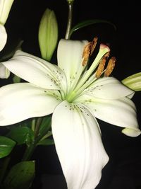 Close-up of day lily blooming outdoors