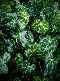 Full frame shot of plants