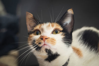 Close up view of a calico cat