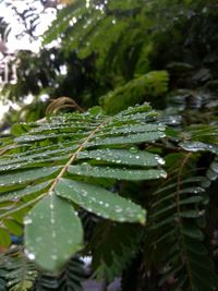 Close-up of wet plant leaves during rainy season