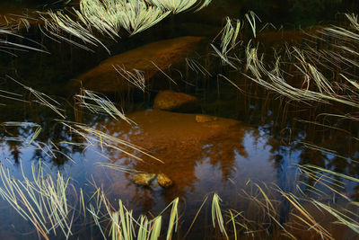 High angle view of plants in lake