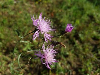 Close-up of purple flowering plant on field