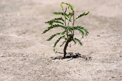 Close-up of plant growing on sand