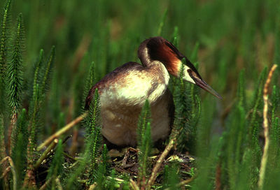 Close up of grass