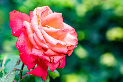 Close-up of pink rose