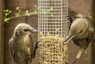 Close-up of sparrow perching in cage